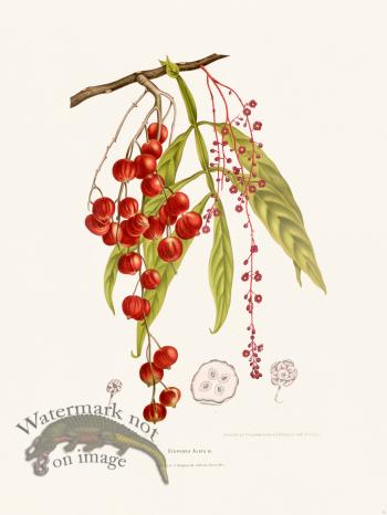 Horticulture of Java 11